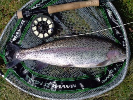 A lovely rainbow trout