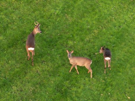 The wildlife is full of surprises at Ogden